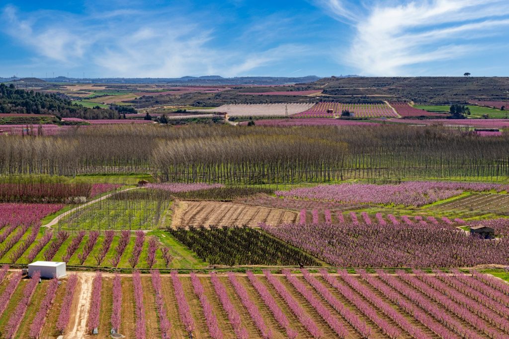 a large field of flowers with a truck in the middle of it