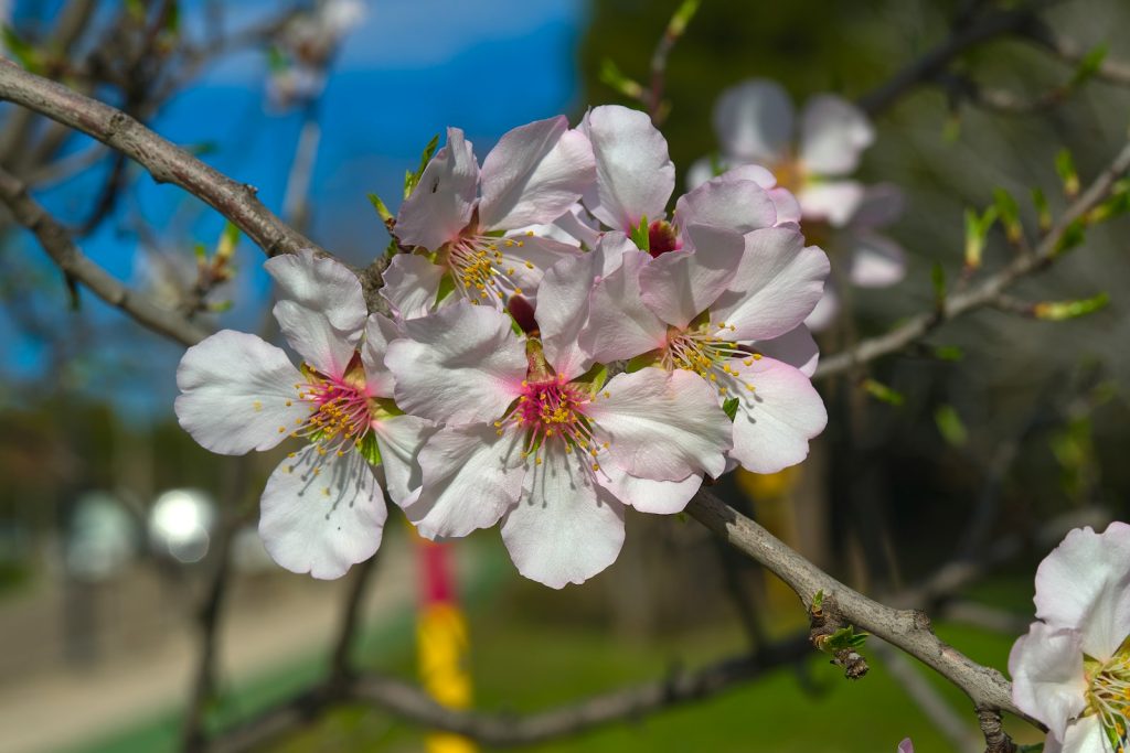 a close up of a flower on a tree branch