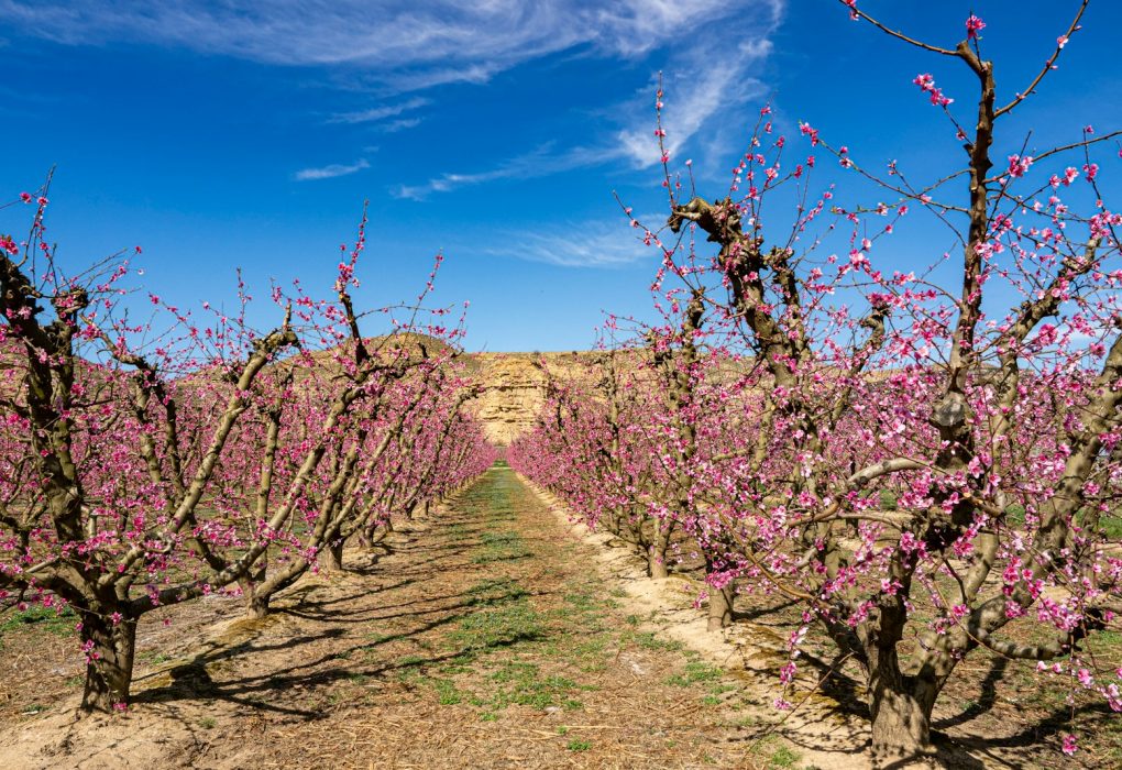 a row of trees with pink flowers on them