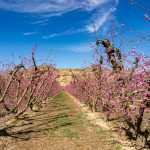 a row of trees with pink flowers on them