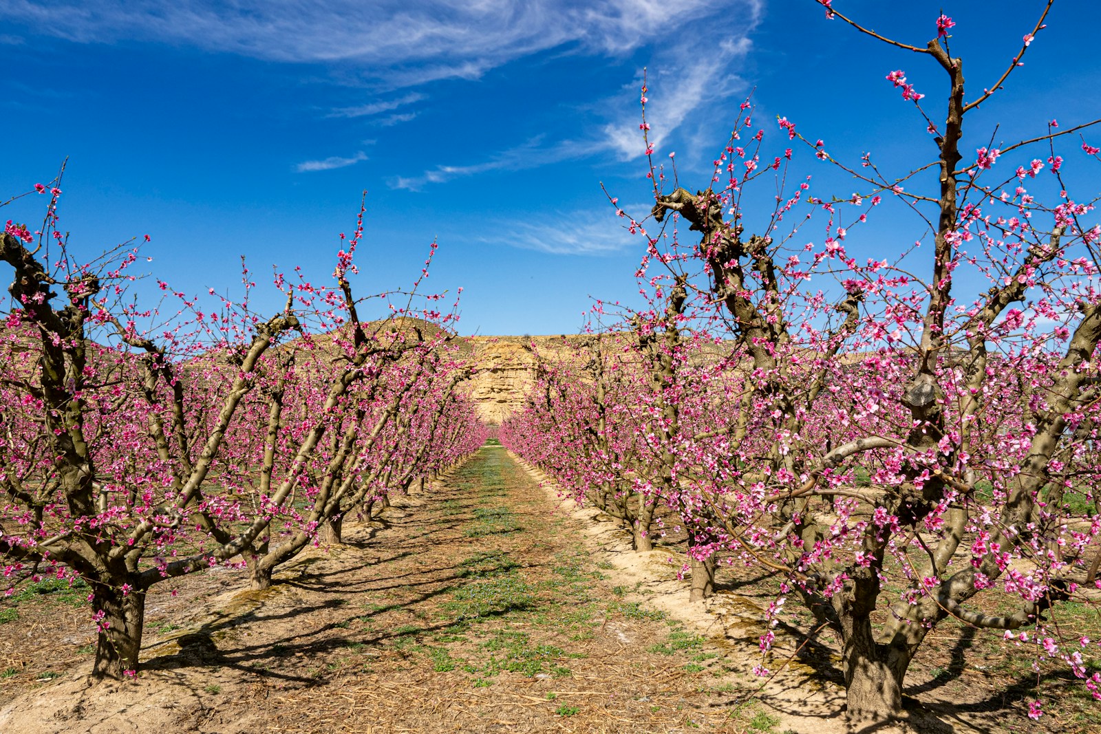 a row of trees with pink flowers on them