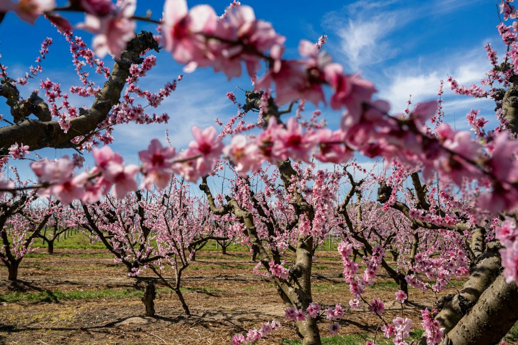 a field with lots of pink flowers on it