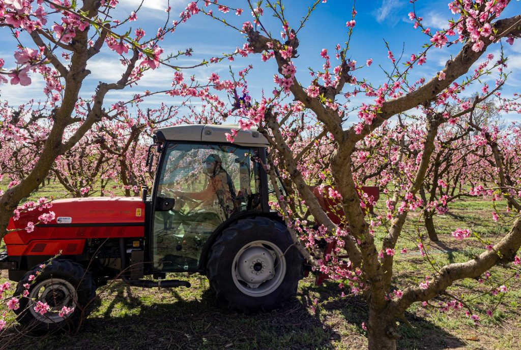 a tractor in a field with pink flowers