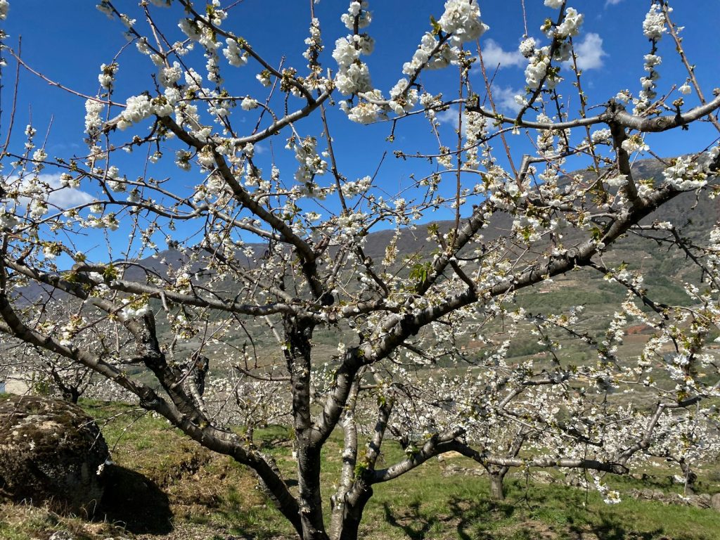 a tree with white flowers in the middle of a field