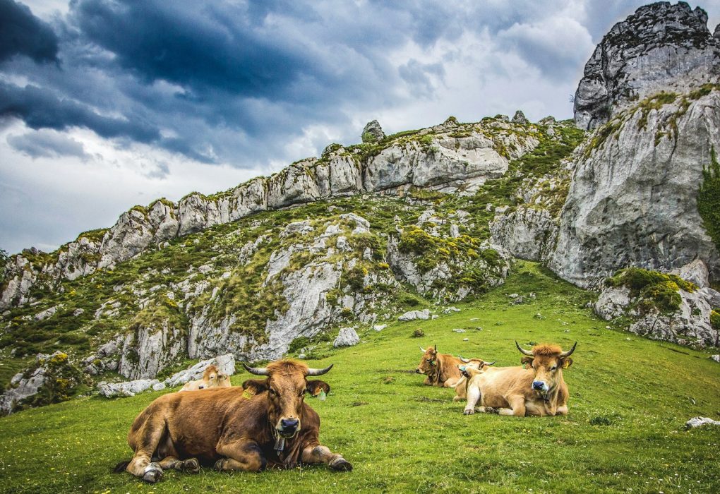 brown water buffalo on green grass