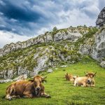 brown water buffalo on green grass