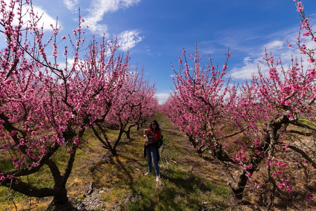 person in black jacket walking on green grass field near pink flowers during daytime