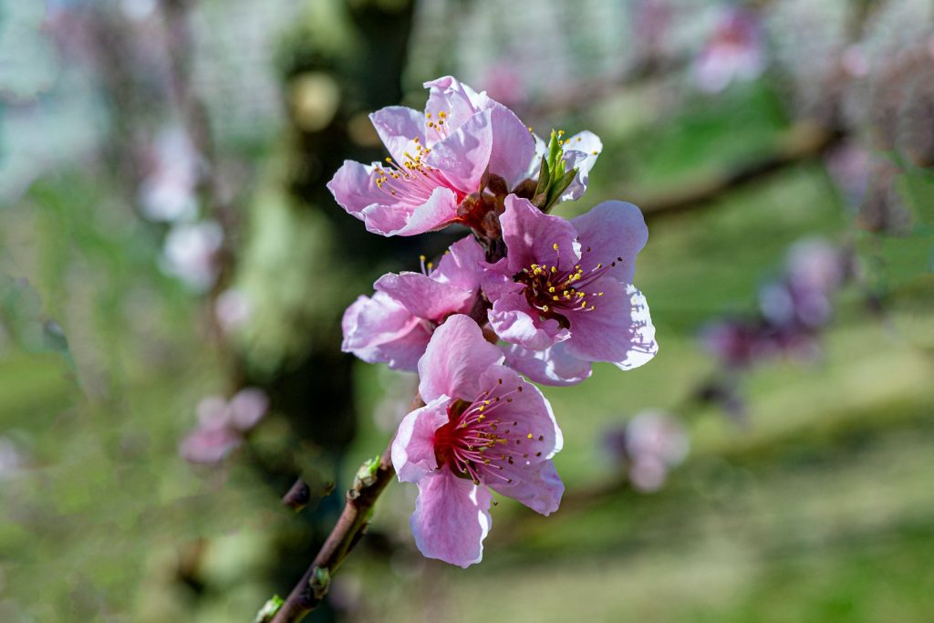 a close up of a tree with pink flowers