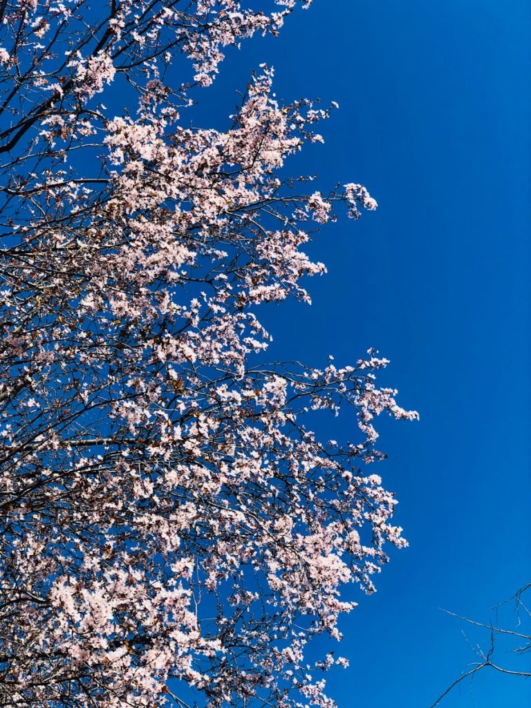 a tree with white flowers and a blue sky in the background